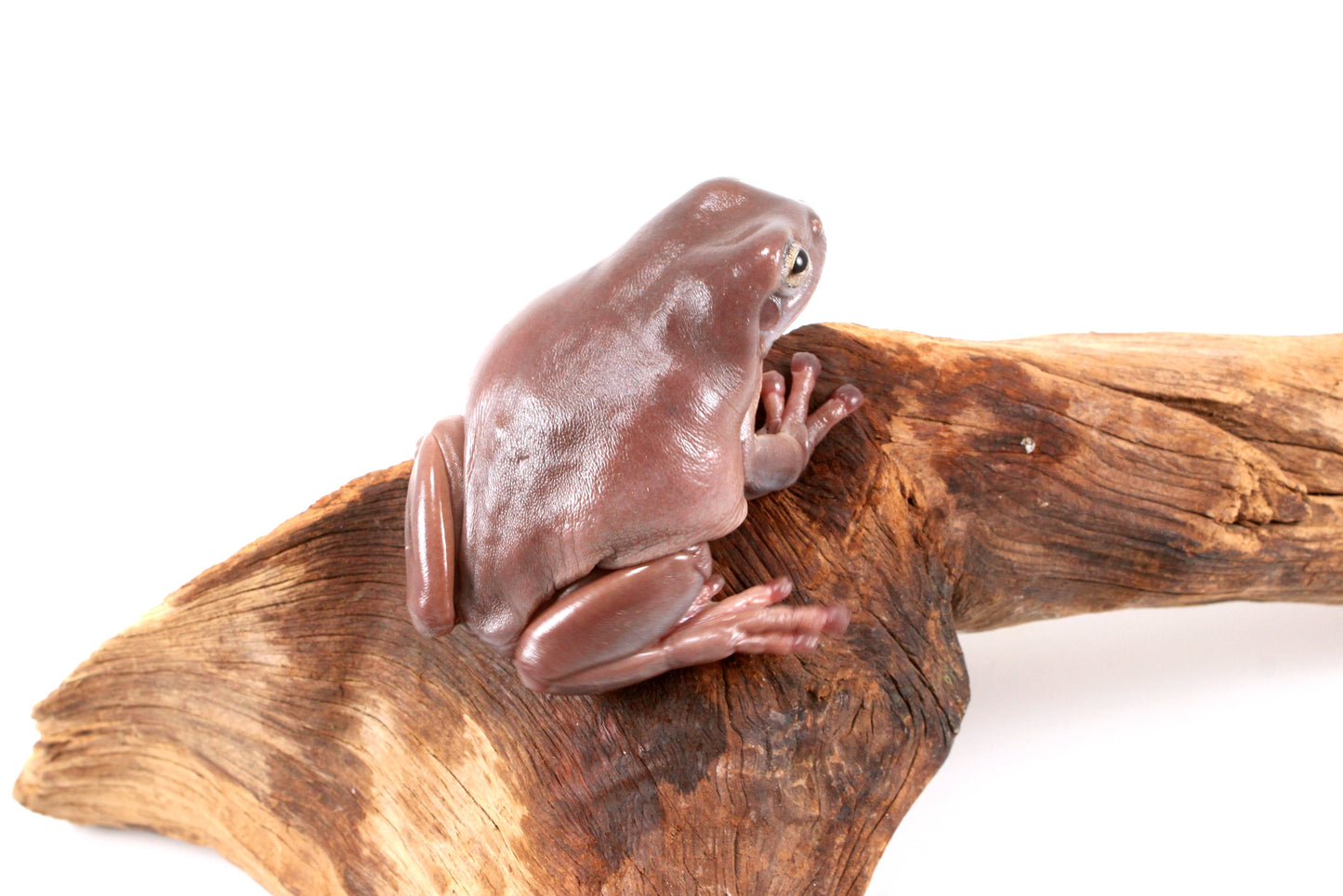 Adult White's Tree Frog