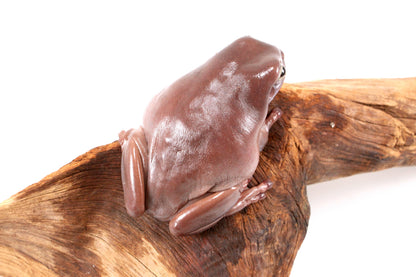 Adult White's Tree Frog