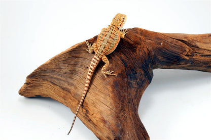 Yellow Citrus Bearded Dragon