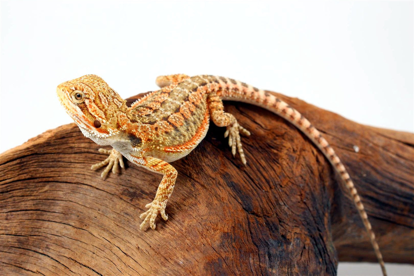 Yellow Citrus Bearded Dragon