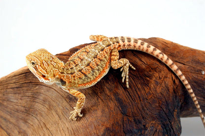 Yellow Citrus Bearded Dragon