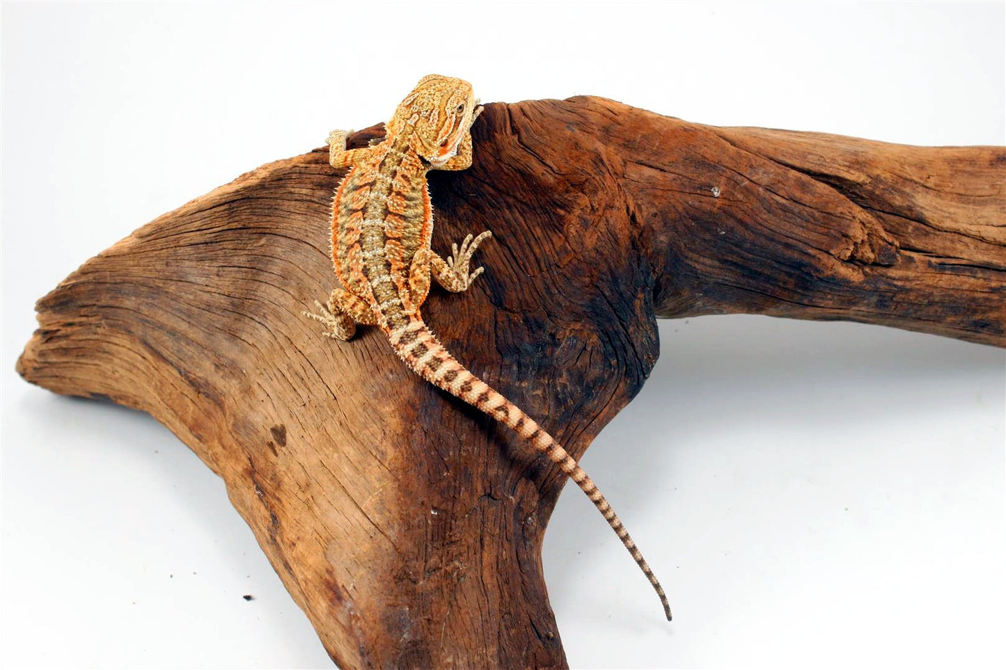 Yellow Citrus Bearded Dragon