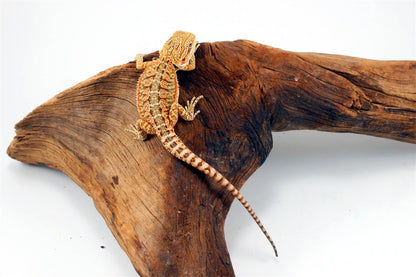 Yellow Citrus Bearded Dragon