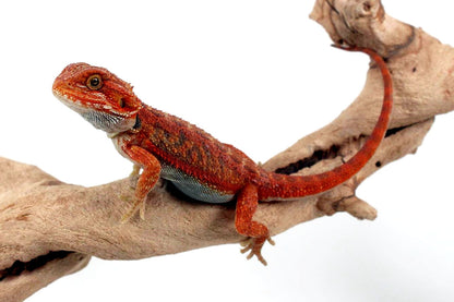 Hypo Translucent Red Bearded Dragon
