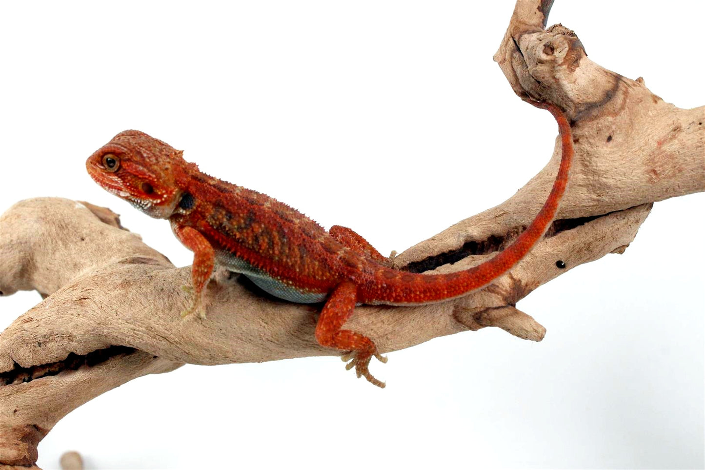 Hypo Translucent Red Bearded Dragon