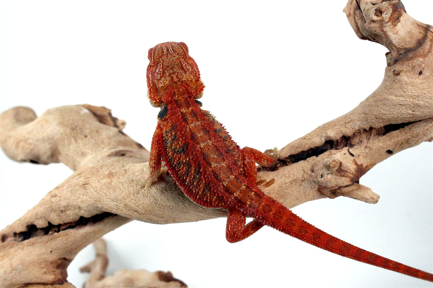 Hypo Translucent Red Bearded Dragon