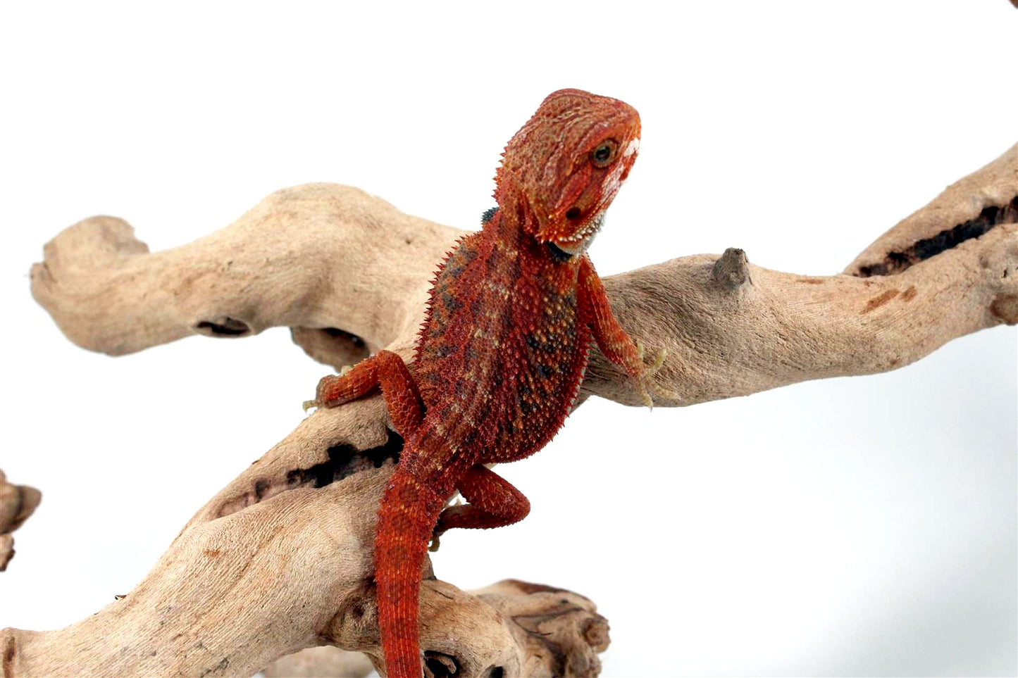 Hypo Translucent Red Bearded Dragon