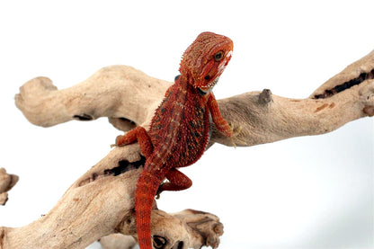 Hypo Translucent Red Bearded Dragon