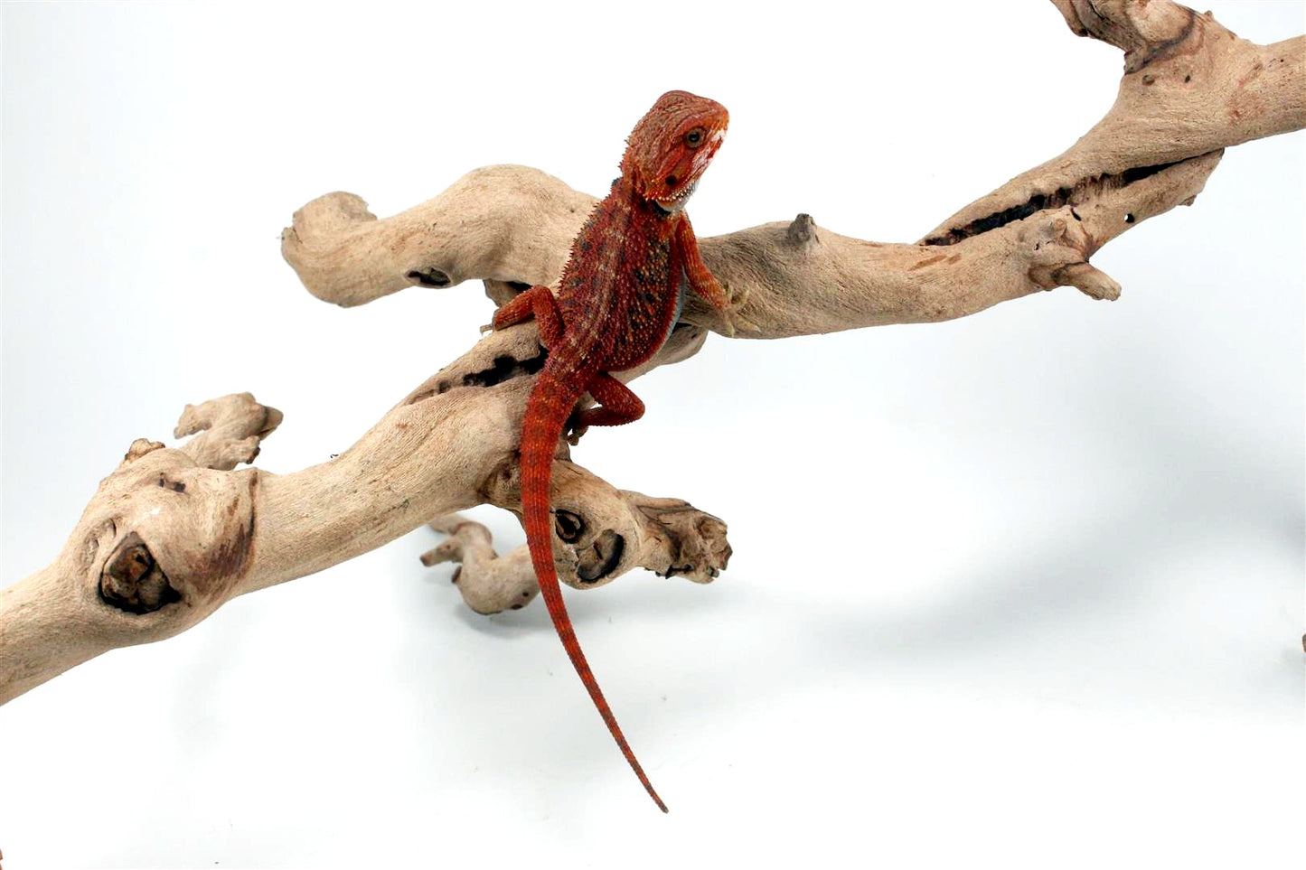 Hypo Translucent Red Bearded Dragon