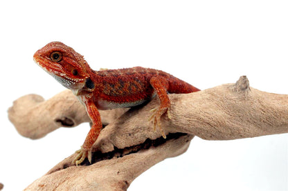 Hypo Translucent Red Bearded Dragon