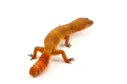 Sunglow Leopard Gecko - Regen Tail