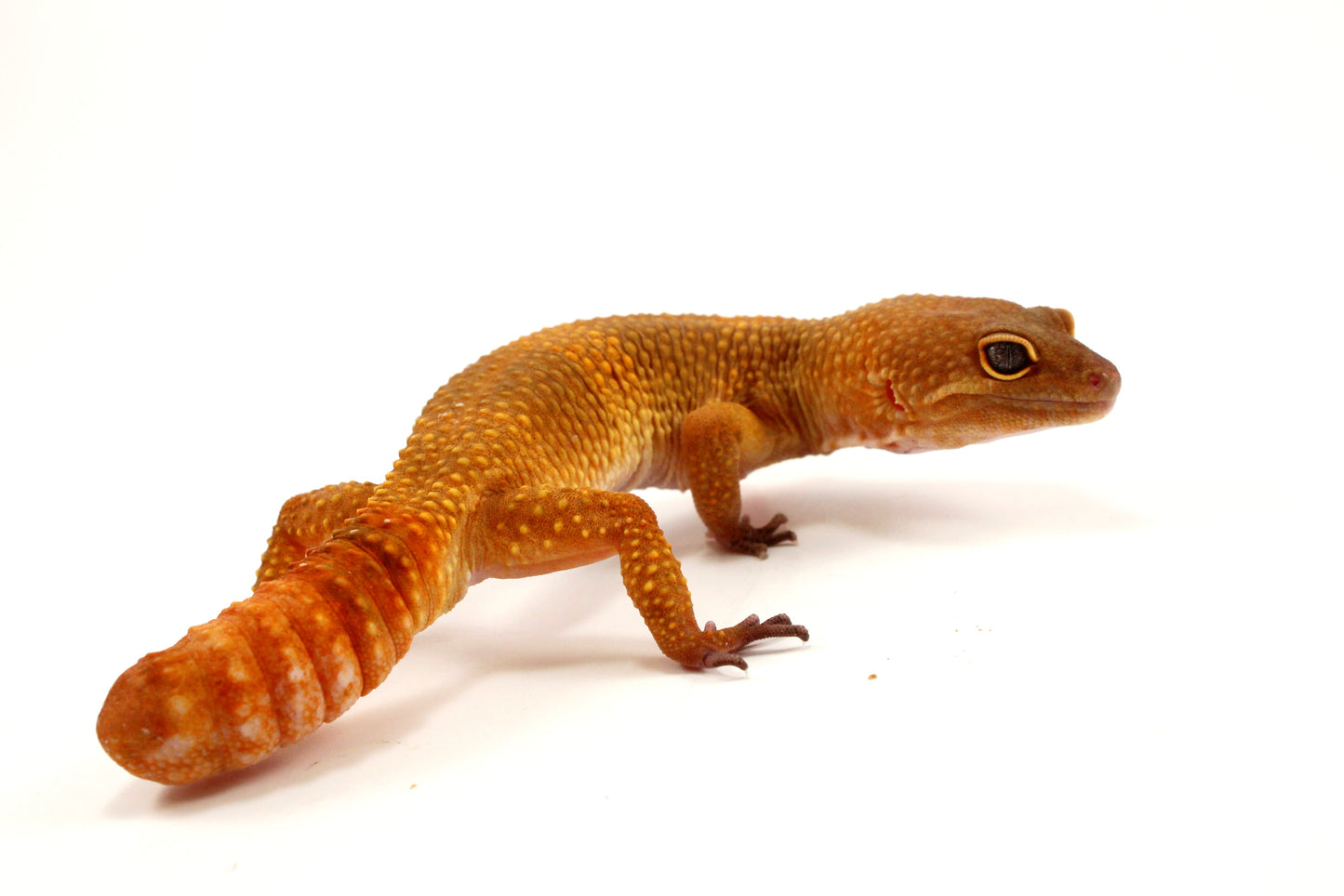 Sunglow Leopard Gecko - Regen Tail