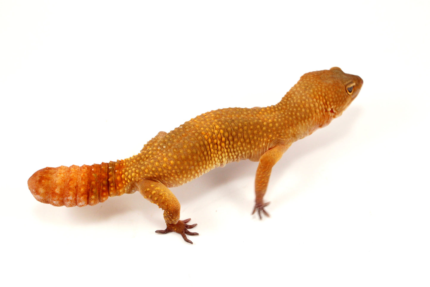 Sunglow Leopard Gecko - Regen Tail