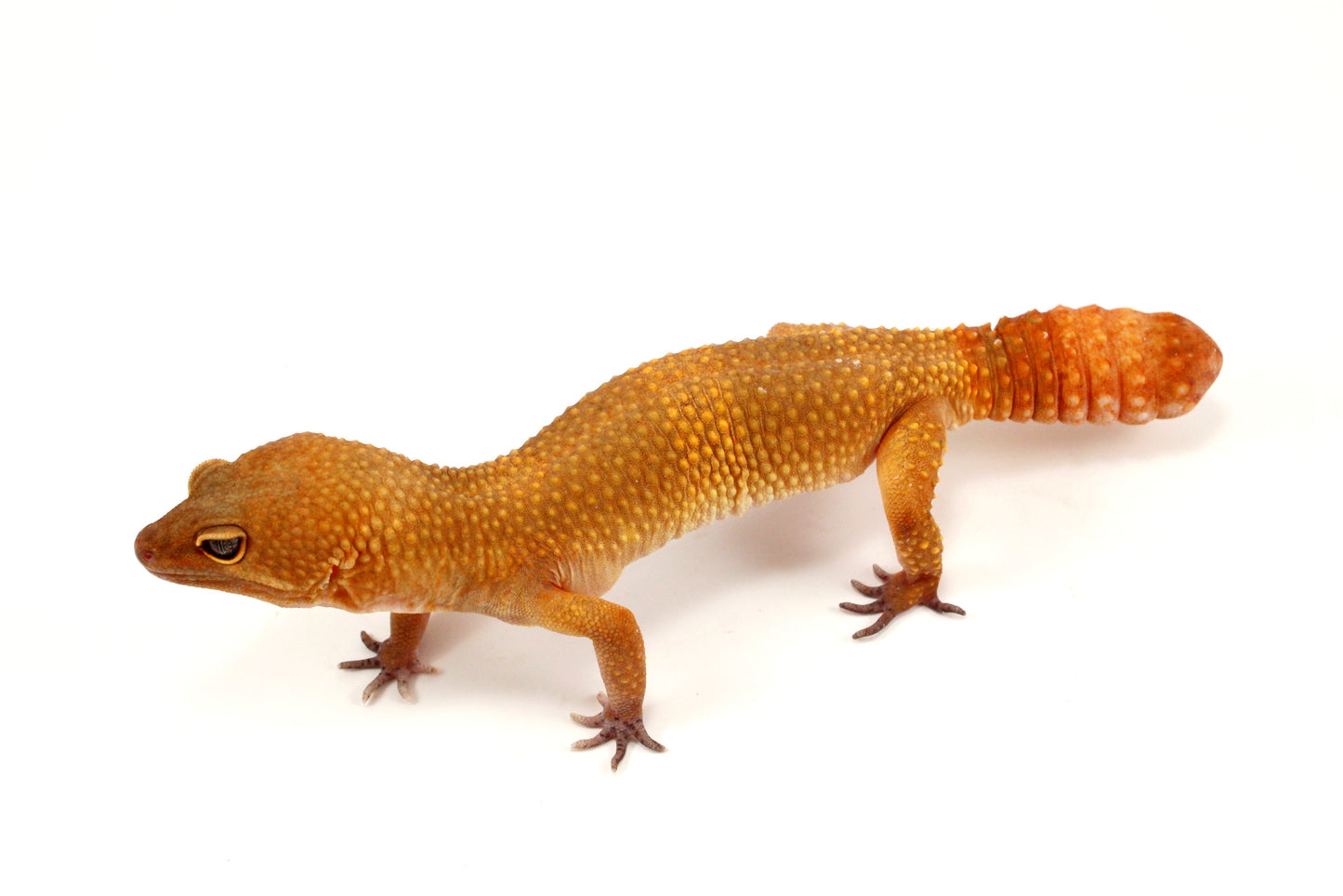 Sunglow Leopard Gecko - Regen Tail