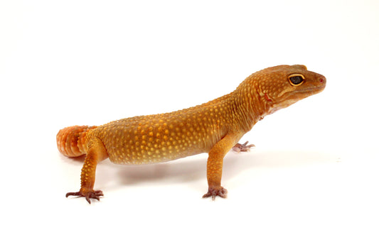 Sunglow Leopard Gecko - Regen Tail