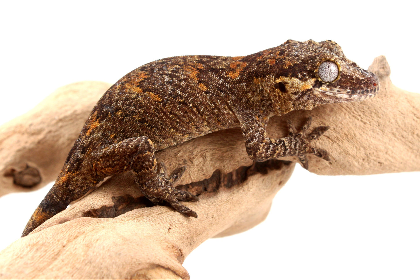 Orange Reticulated Gargoyle Gecko