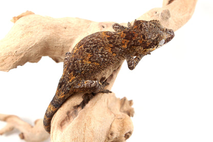 Orange Reticulated Gargoyle Gecko