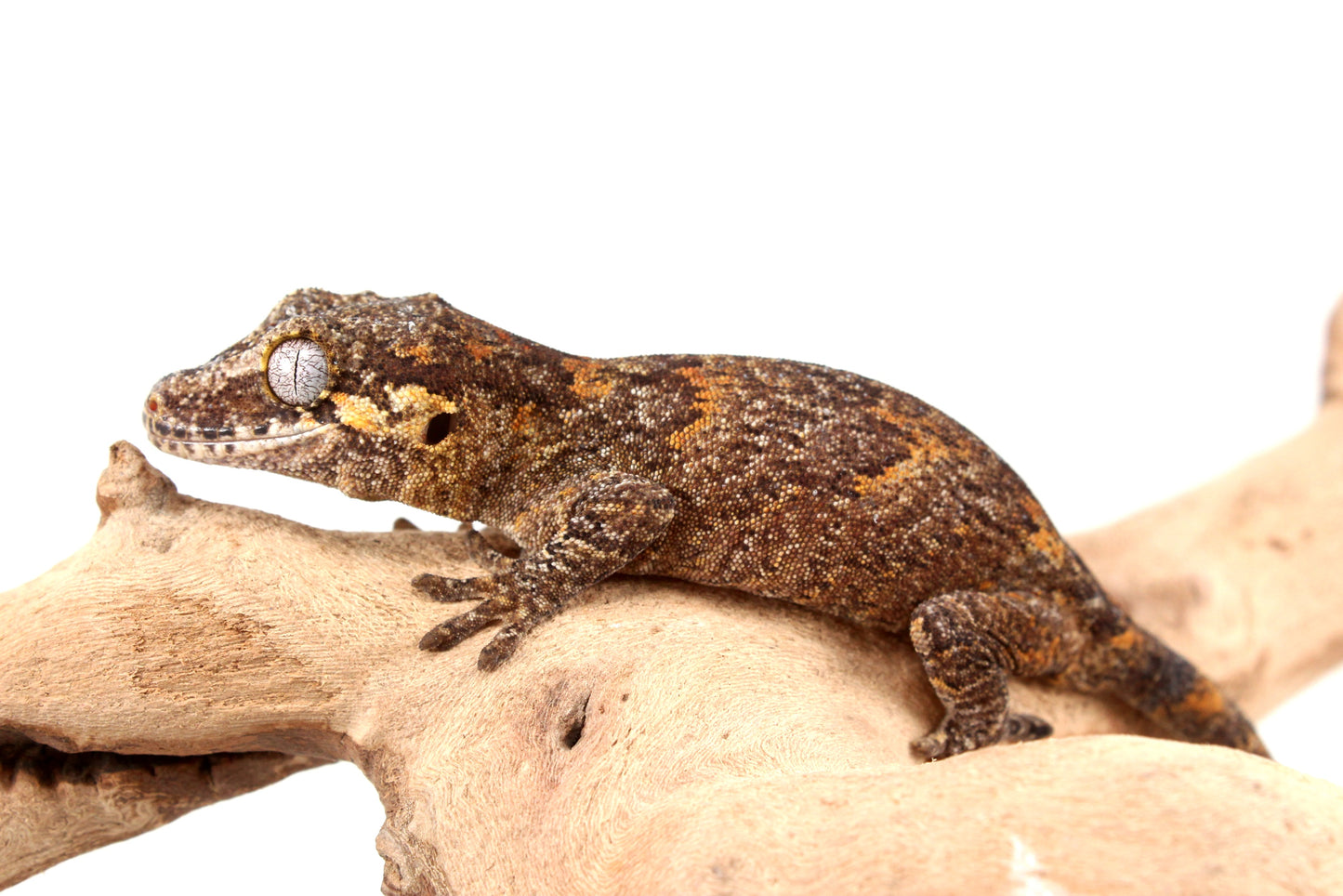 Orange Reticulated Gargoyle Gecko