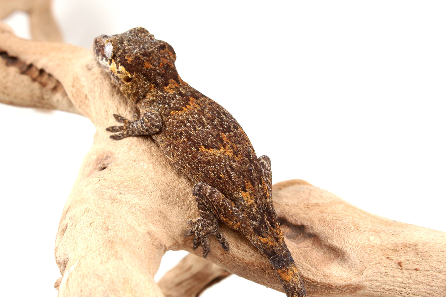 Orange Reticulated Gargoyle Gecko