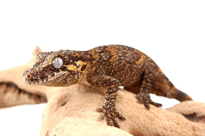 Orange Reticulated Gargoyle Gecko