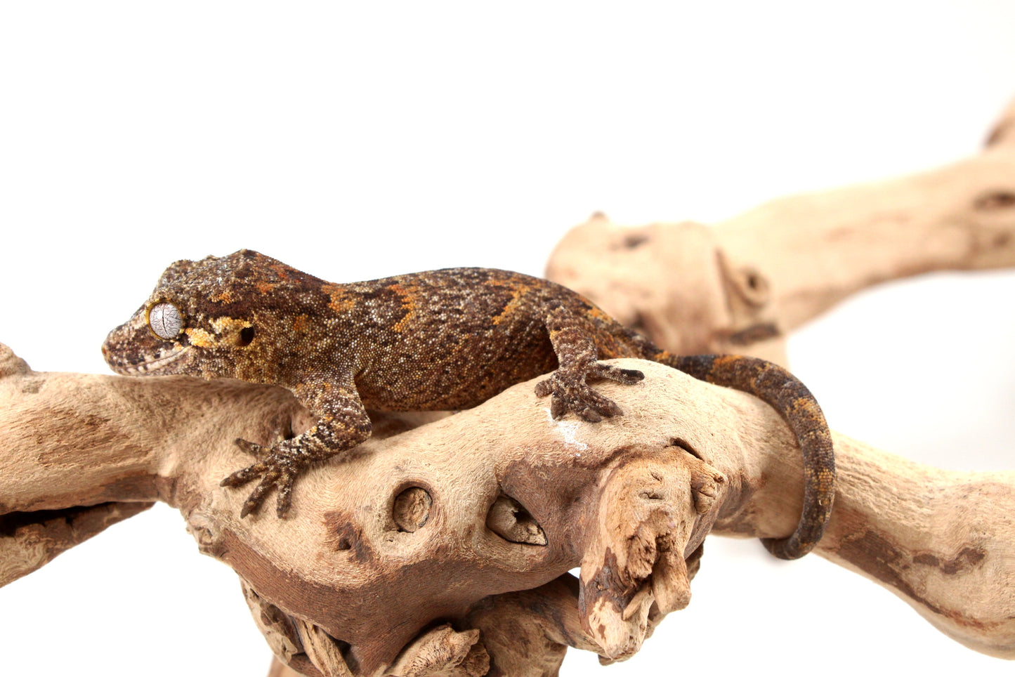 Orange Reticulated Gargoyle Gecko