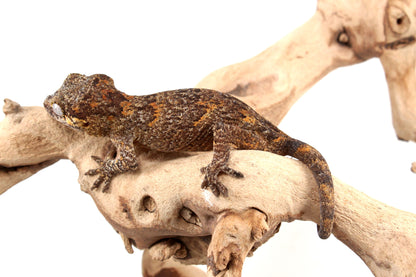 Orange Reticulated Gargoyle Gecko