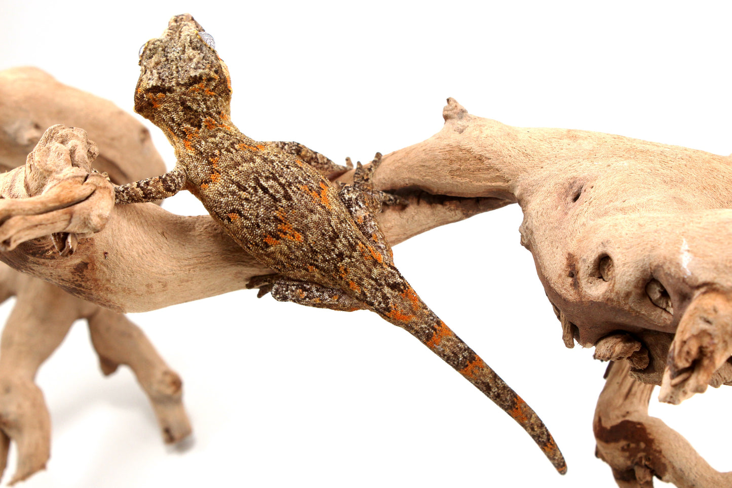 Orange Reticulated Gargoyle Gecko