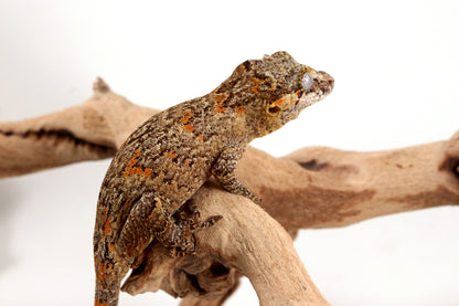 Orange Reticulated Gargoyle Gecko