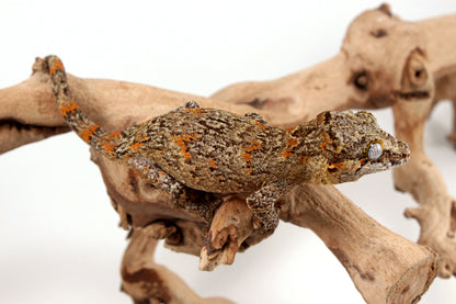 Orange Reticulated Gargoyle Gecko
