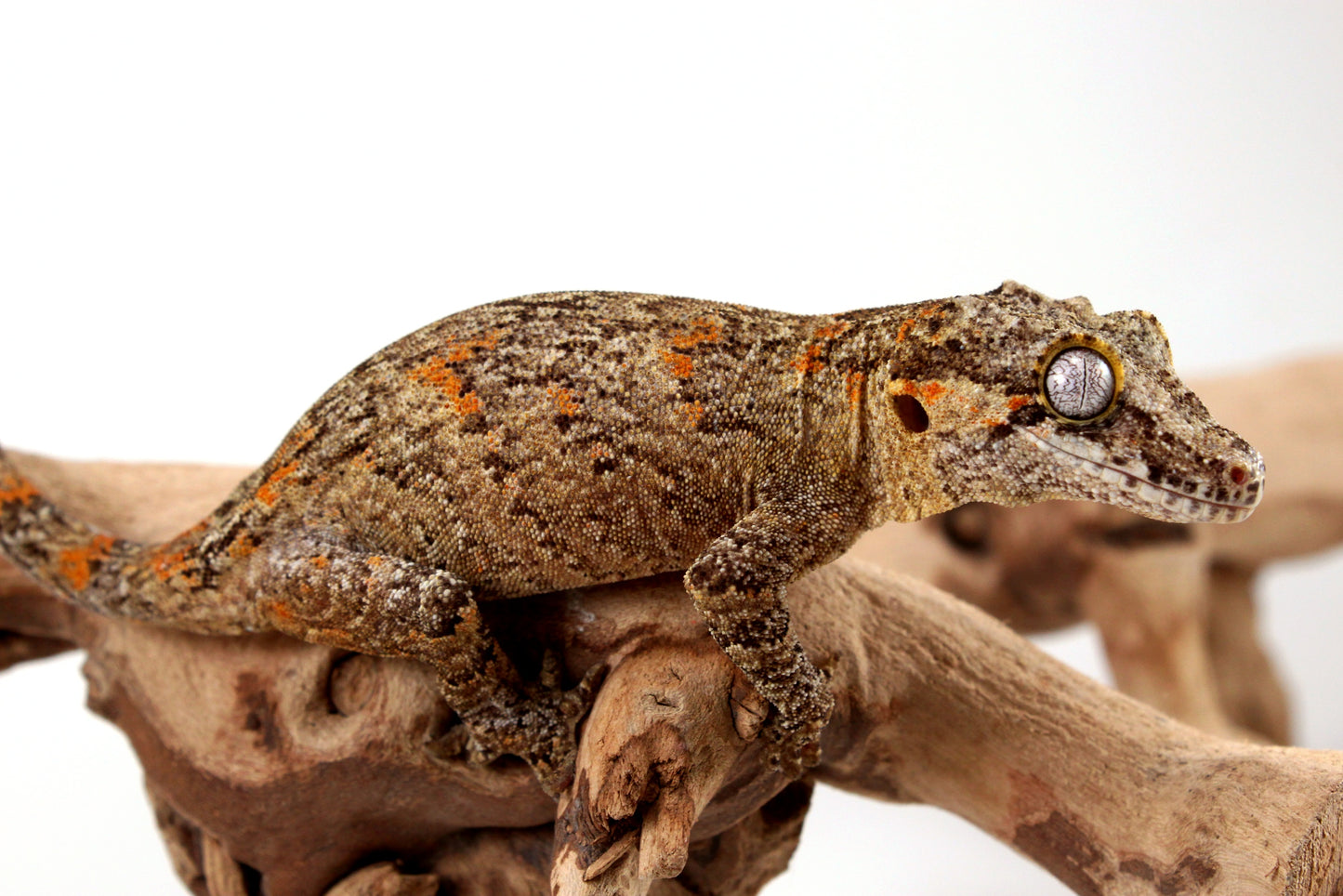 Orange Reticulated Gargoyle Gecko