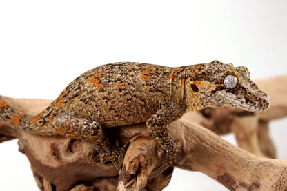 Orange Reticulated Gargoyle Gecko