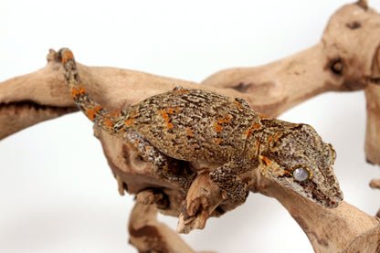 Orange Reticulated Gargoyle Gecko
