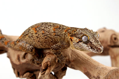 Orange Reticulated Gargoyle Gecko