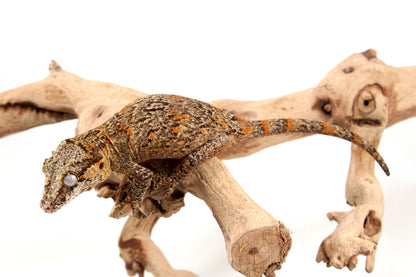 Orange Reticulated Gargoyle Gecko