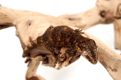 Orange Reticulated Gargoyle Gecko