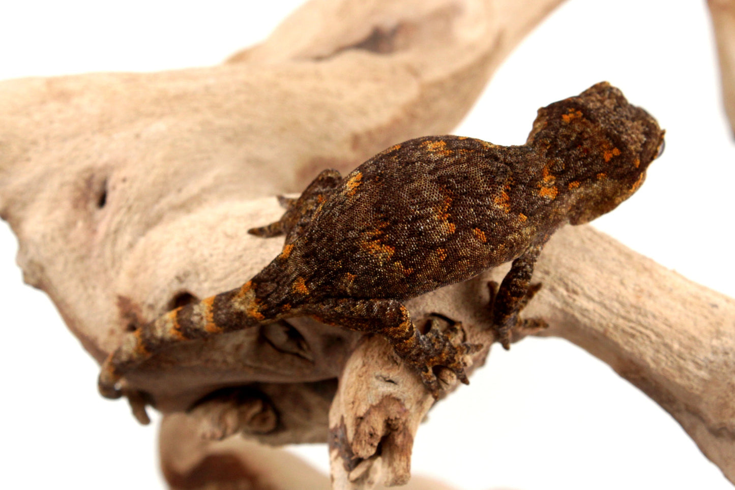 Orange Reticulated Gargoyle Gecko