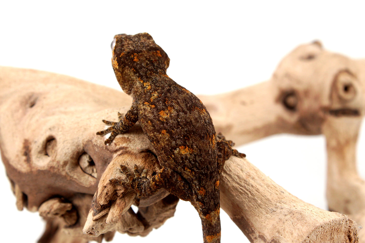 Orange Reticulated Gargoyle Gecko