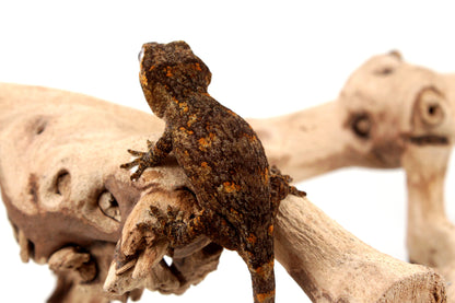 Orange Reticulated Gargoyle Gecko