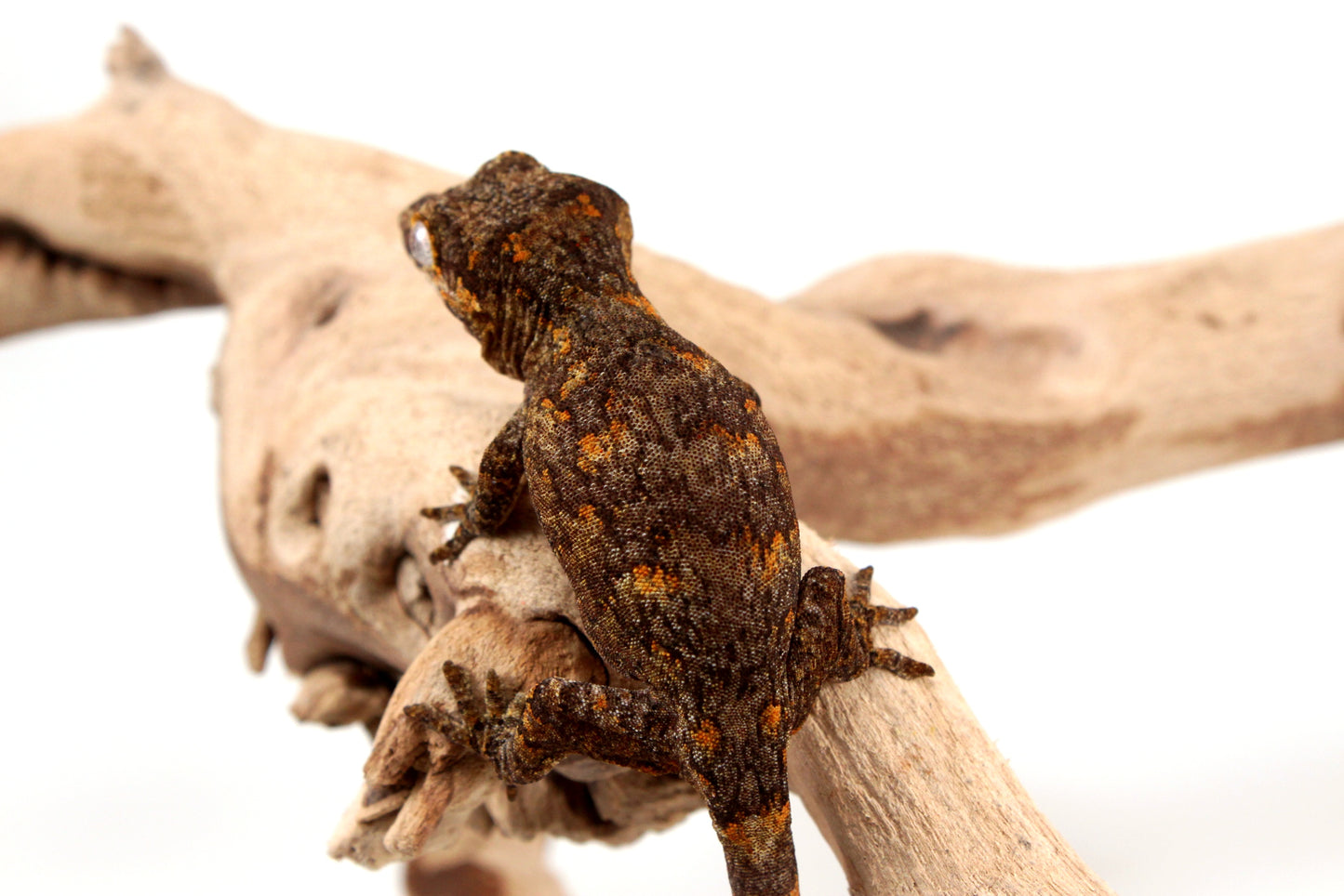 Orange Reticulated Gargoyle Gecko