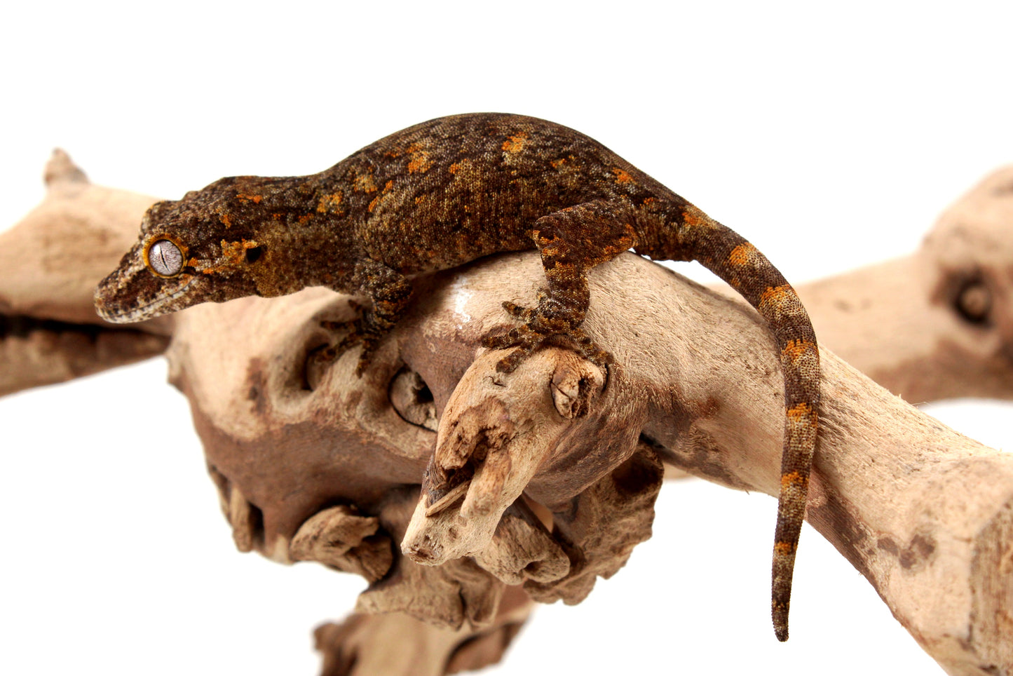 Orange Reticulated Gargoyle Gecko