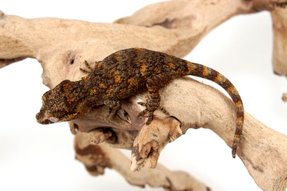Orange Reticulated Gargoyle Gecko