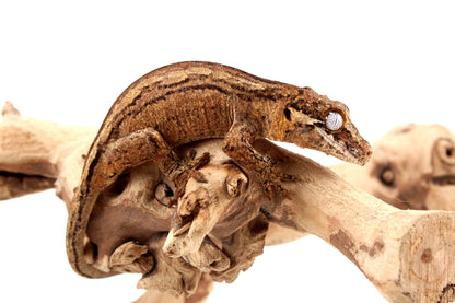Striped Gargoyle Gecko