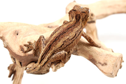 Striped Gargoyle Gecko
