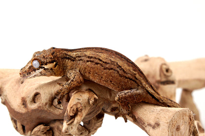 Striped Gargoyle Gecko