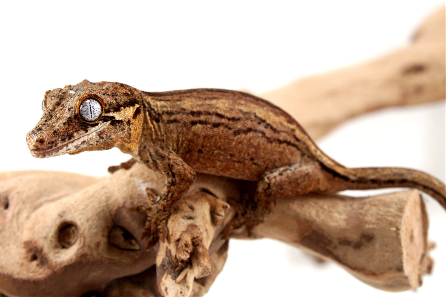 Striped Gargoyle Gecko