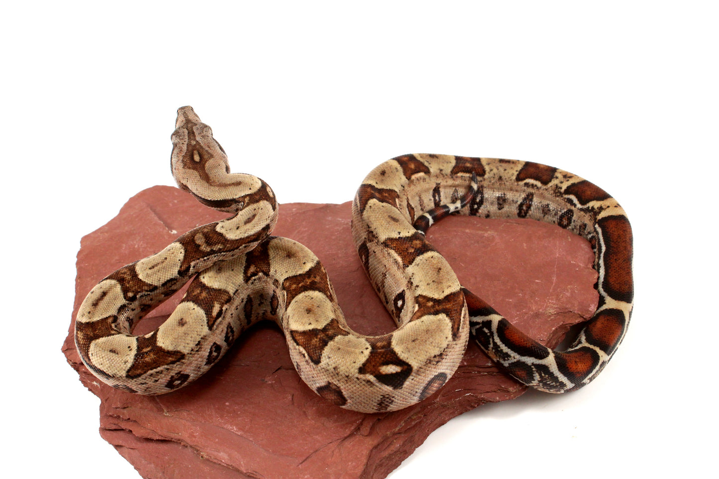 Double Het Leopard Het Kahl Colombian Boa