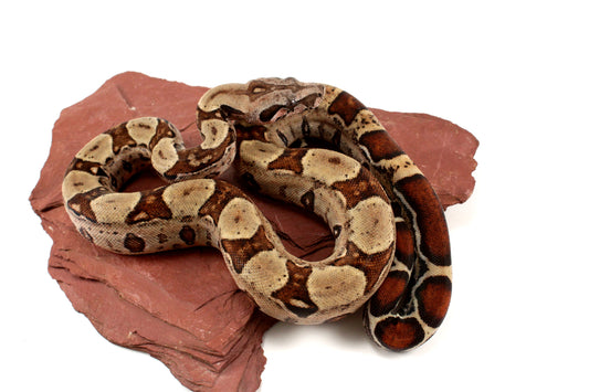 Double Het Leopard Het Kahl Colombian Boa