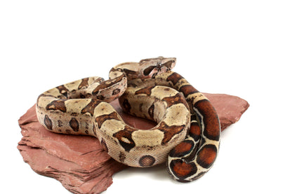 Double Het Leopard Het Kahl Colombian Boa