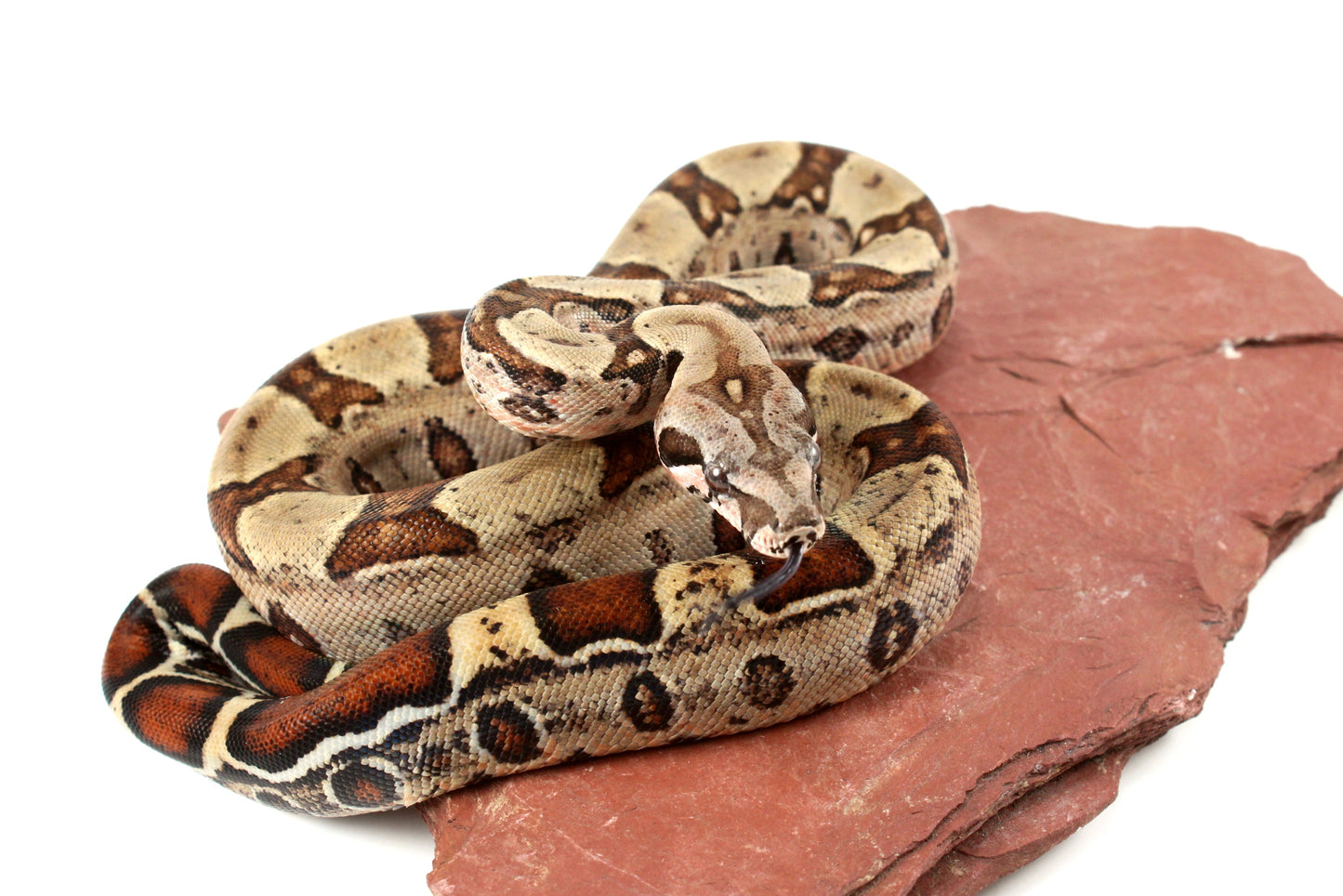 Double Het Leopard Het Kahl Colombian Boa