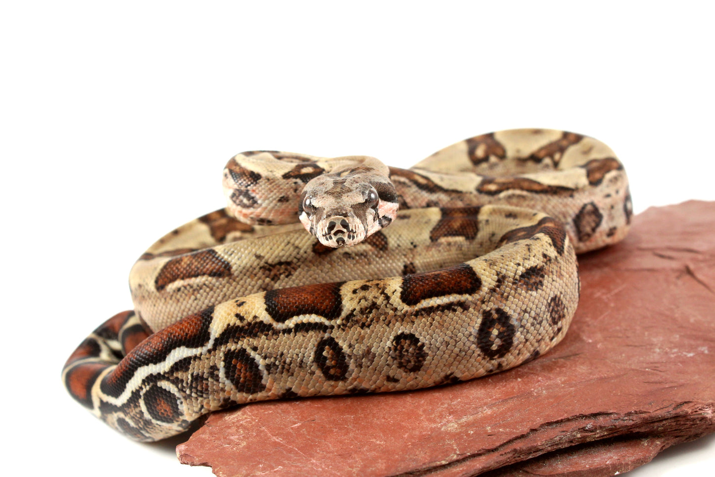 Double Het Leopard Het Kahl Colombian Boa